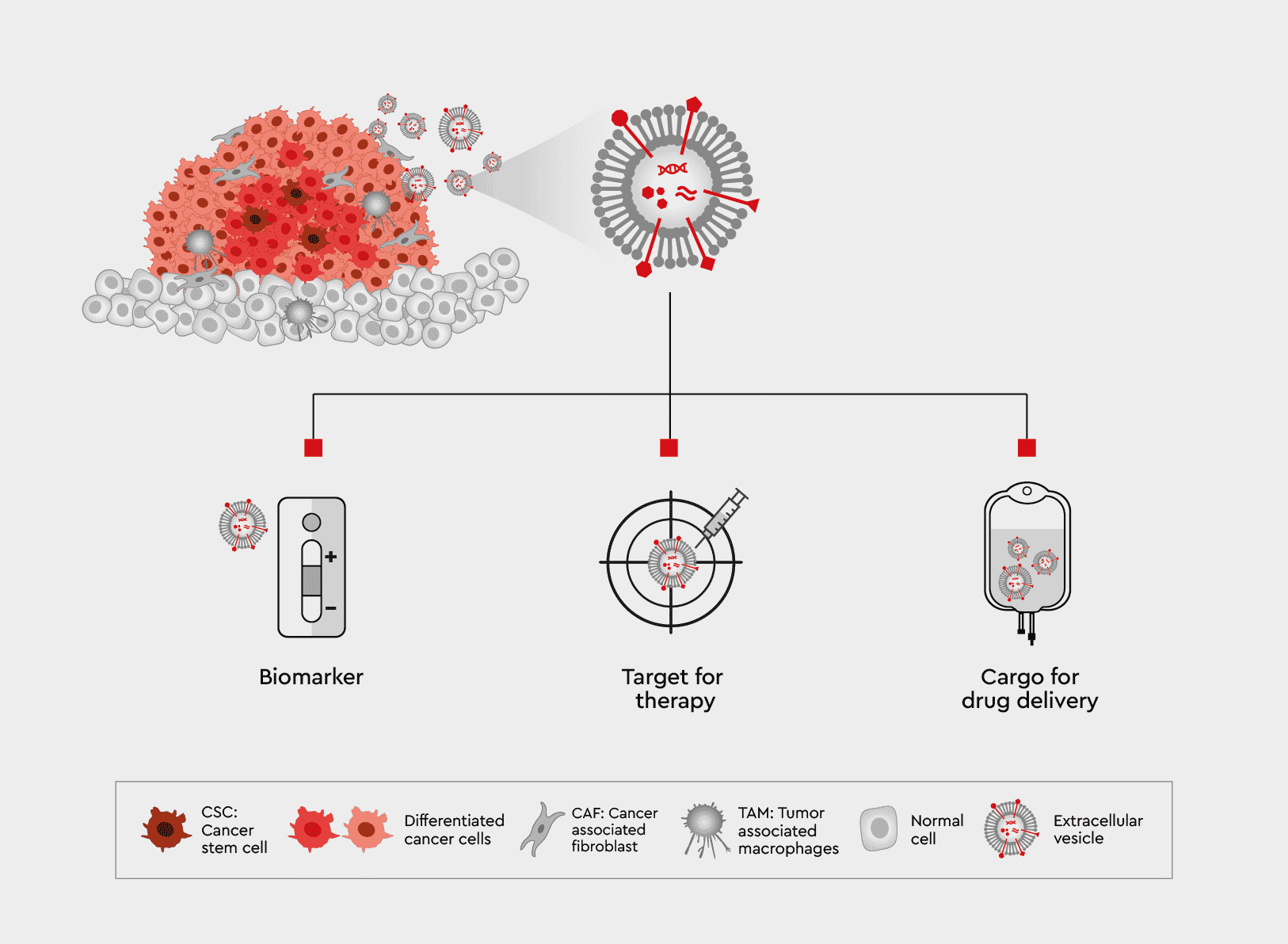 Extracellular vesicles in cancer therapy - PromoCell PromoCell